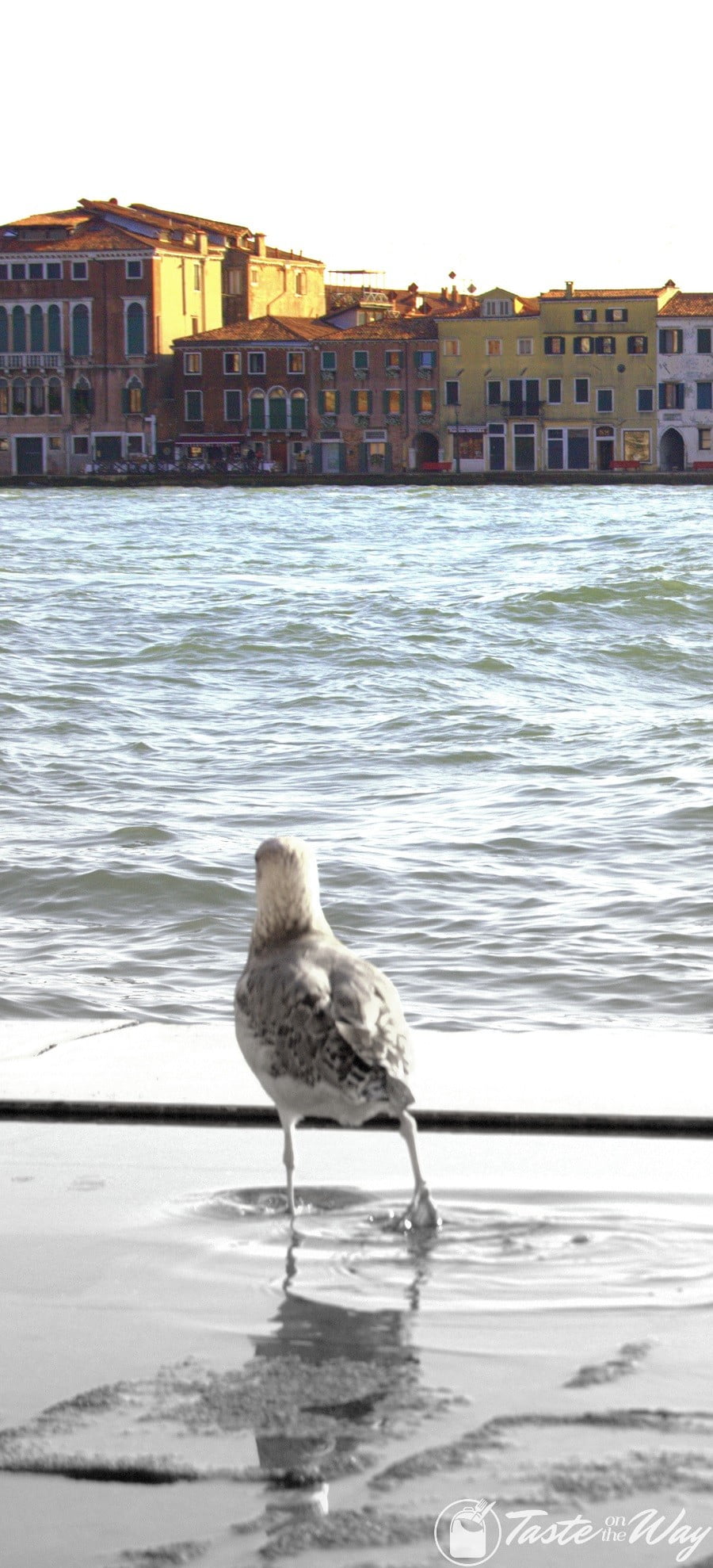 One of the top 10 fun #ThingsToDo in #Venice, #Italy is to observe the local critters. Check out for more! #travel #photography @tasteontheway