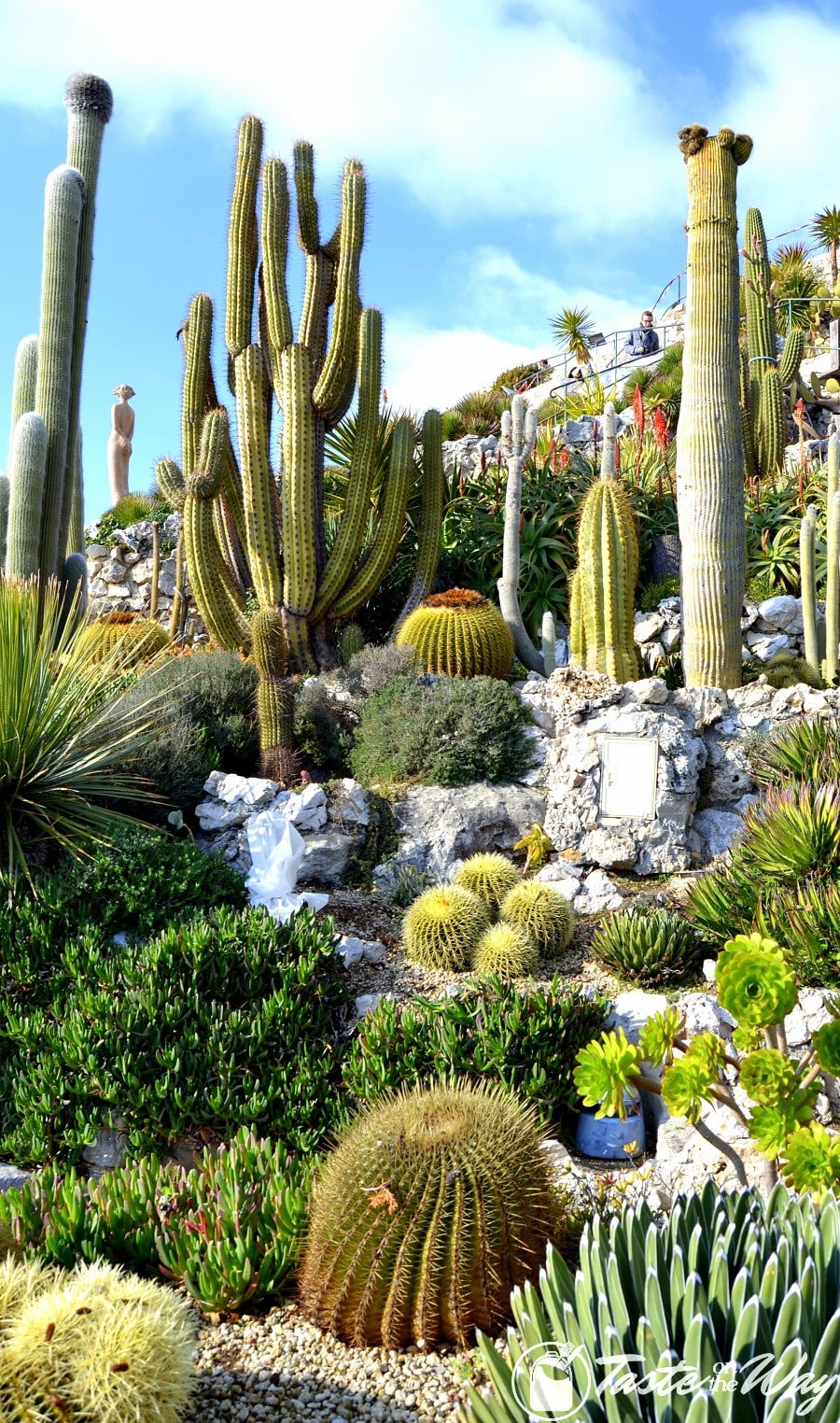 Things to Do in Eze Village, France - cacti in the botanic garden of Eze #travel #photography #France