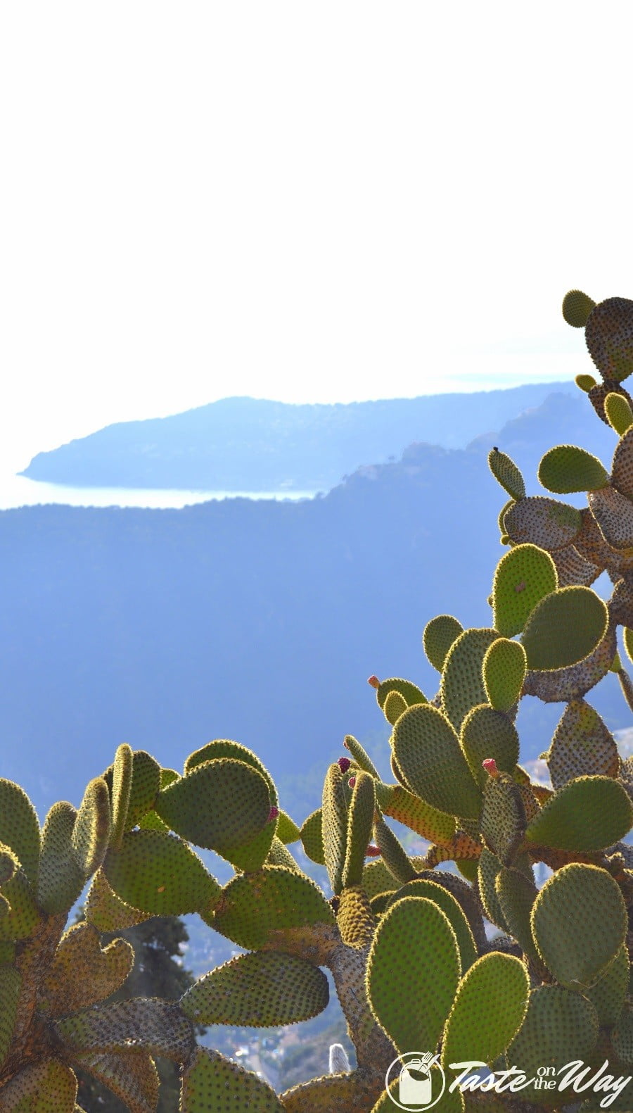 Things to Do in Eze Village, France - cacti and the mountains #travel #photography #France