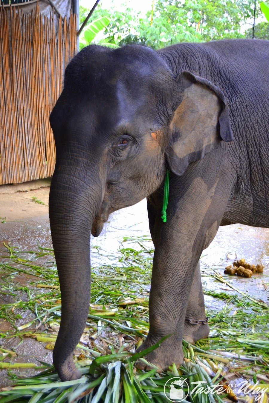 Baby elephant in Phuket #Thailand #travel