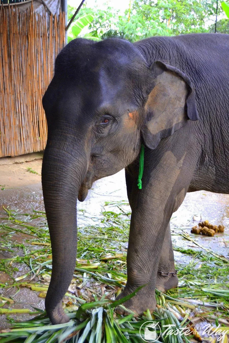 Baby elephant in Phuket #Thailand #travel