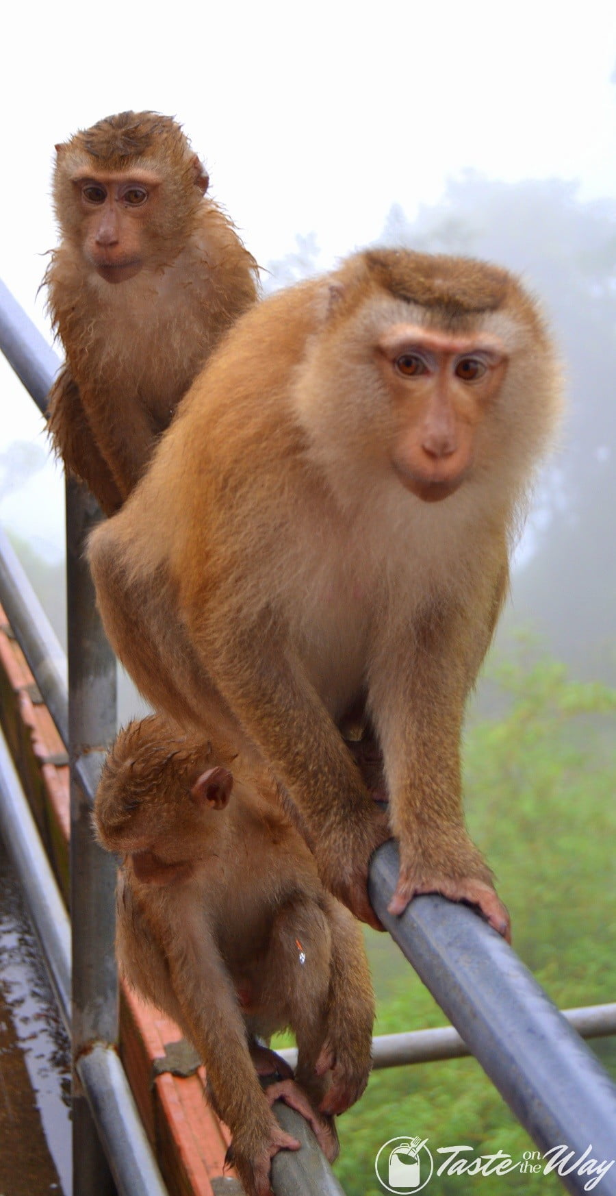 Monkeys at the Big Buddha #Phuket #Thailand #travel