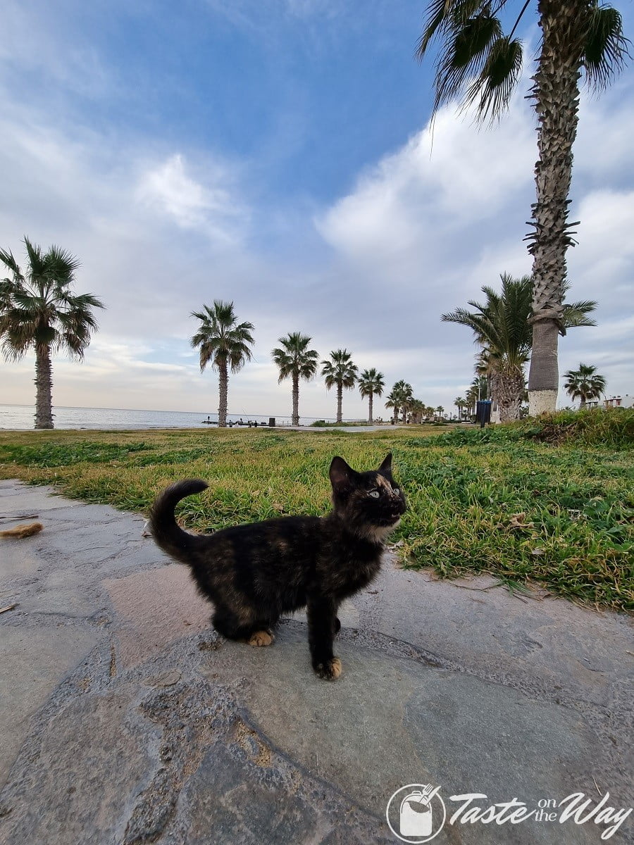 cyprus december kitty
