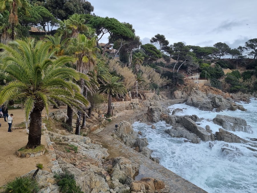 Palms and Rocks