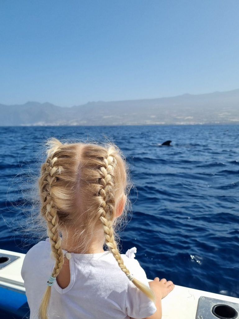 Dolphin and Whale Watching