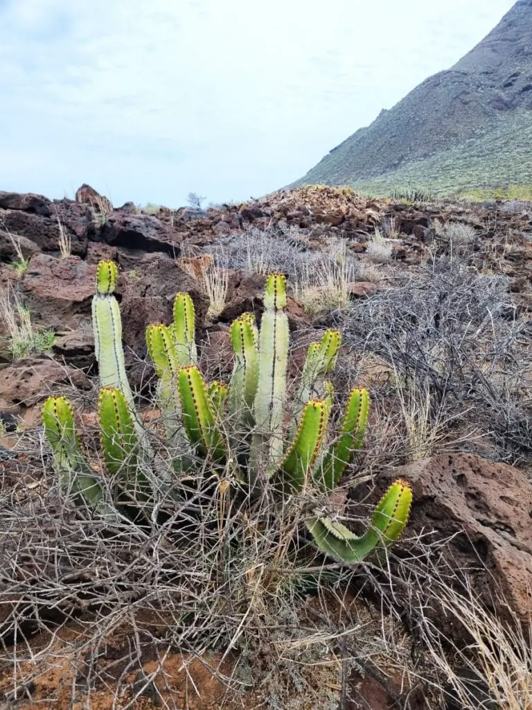 Cactus in Punta de Teno