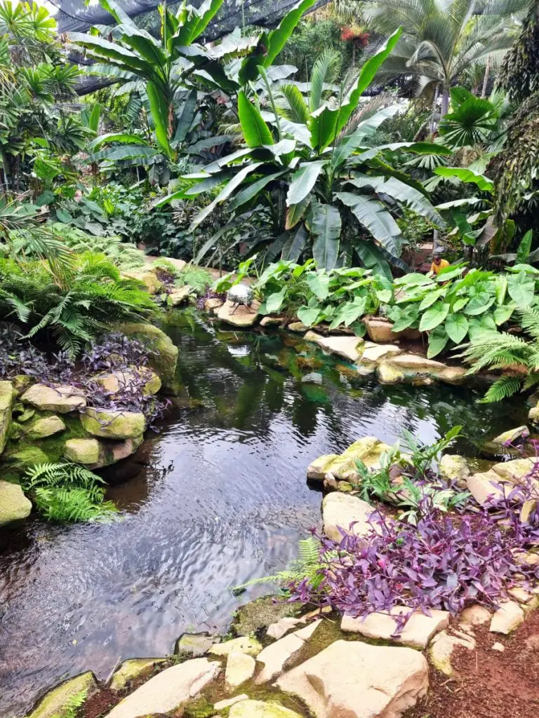 Jungle View in Palmetum