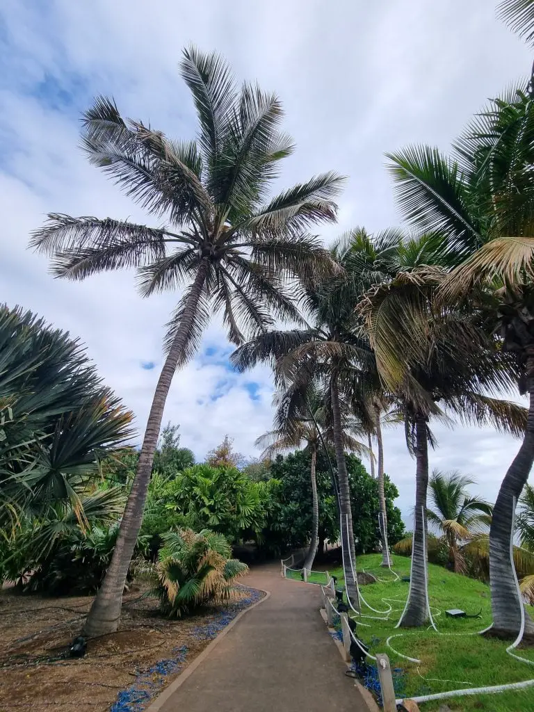 Palm Trees in Palmetum