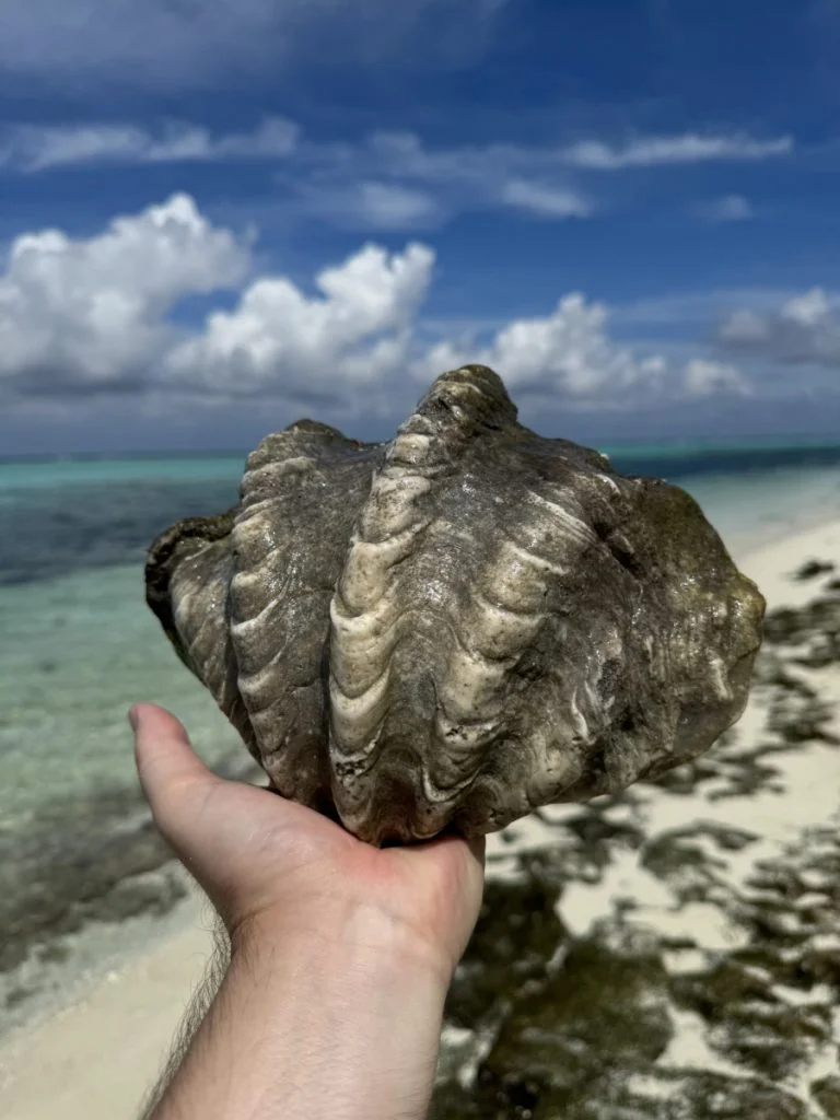 Seashell