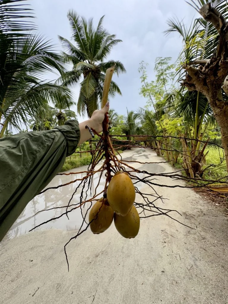 Coconuts