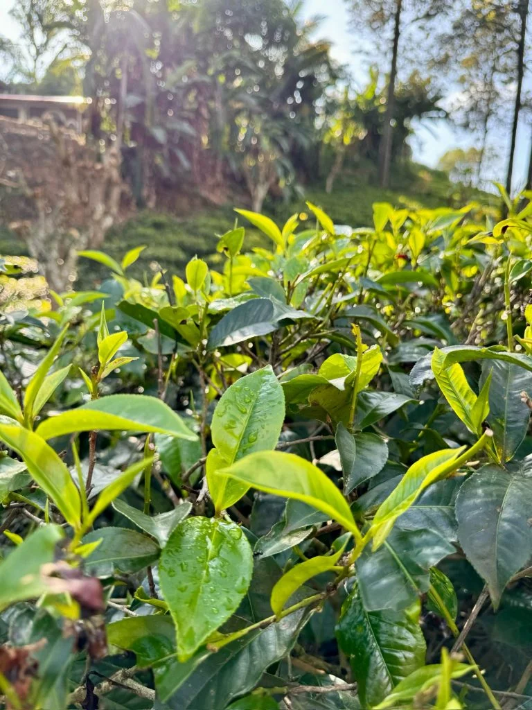 Tea Leafs