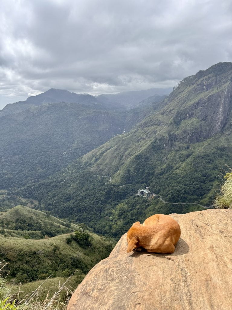 Sleeping Dog in Sri Lanka