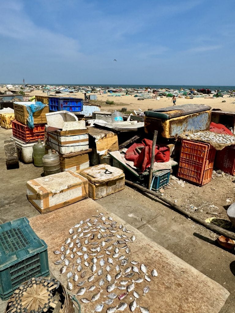 Fish Market in Chennai