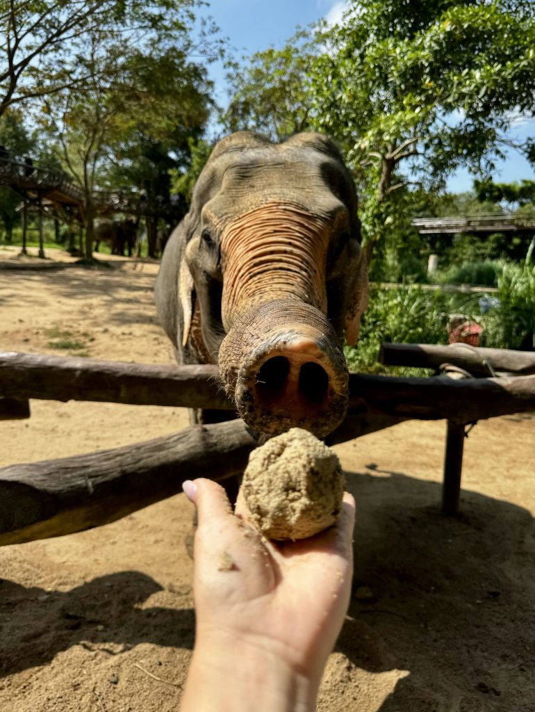 Feeding the Elephant