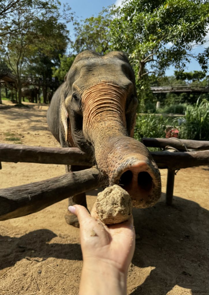 Feeding the Elephant