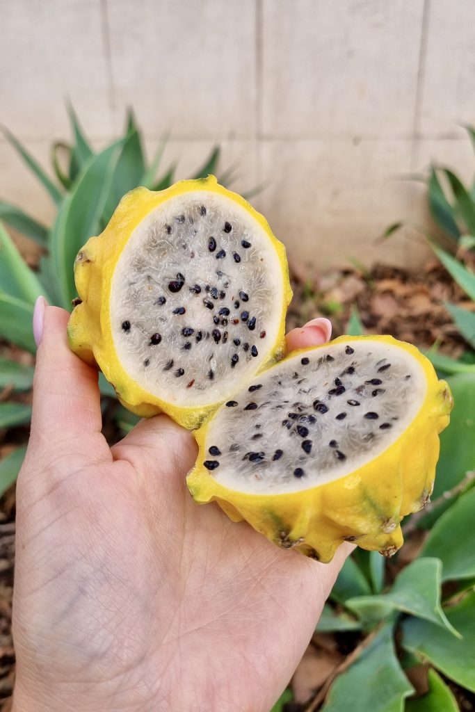 Yellow Dragon Fruit